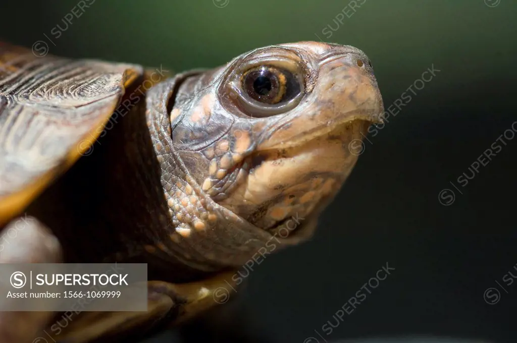 Eastern box turtle Terrapine carolina female  Tennessee, US