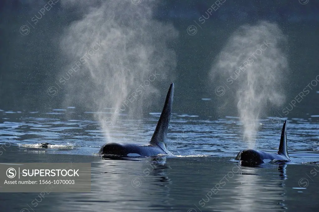 Killer whale Orcinus orca Two members of the Resident population pod in summer territory, Johnstone Strait, Vancouver Is , British Columbia, Canada