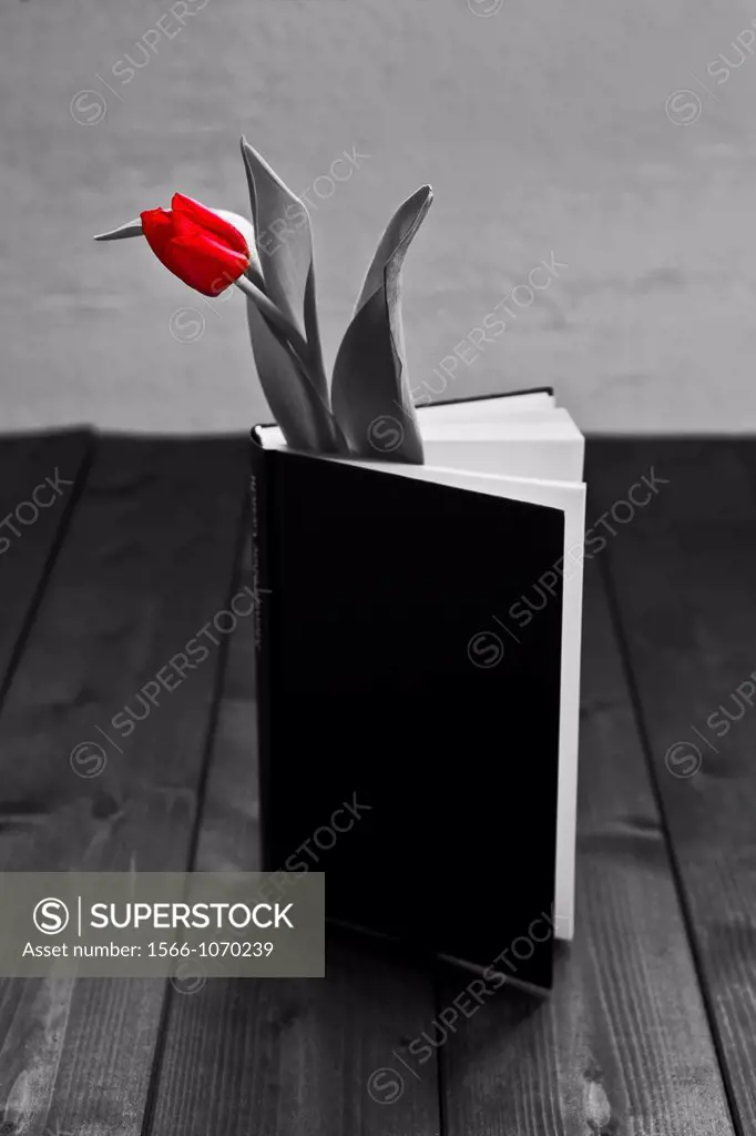a tulip in a book
