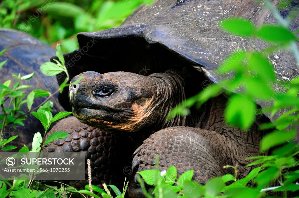 Galapagos Tortoise in Galapagos Islands
