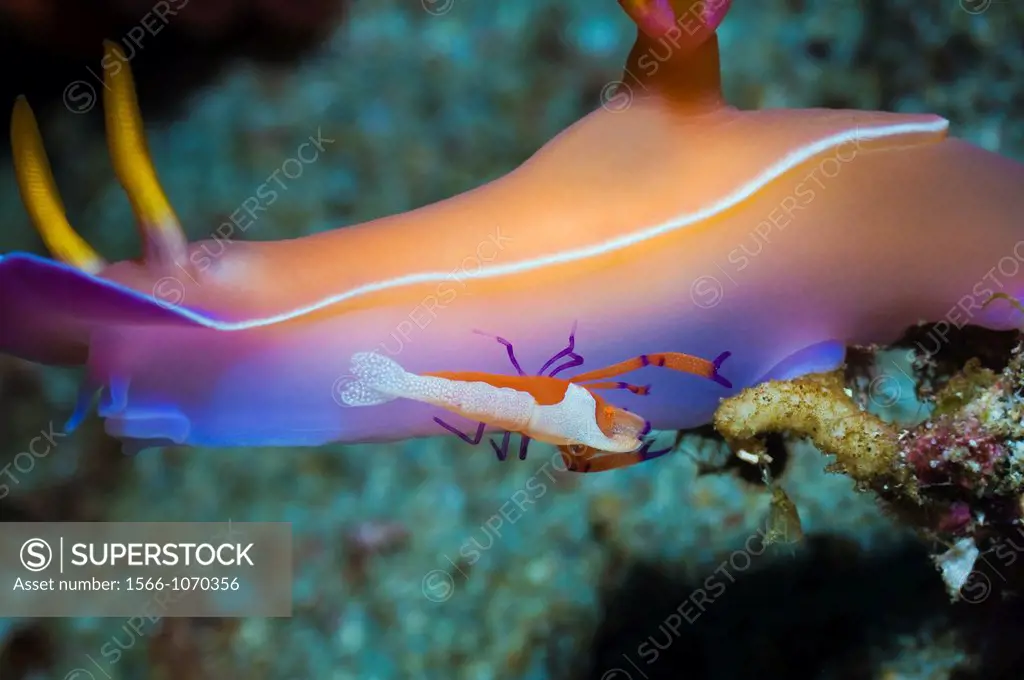 Emperor shrimp Periclemenes imperator on nudibranch: Hypselodoris apolegma Rinca, Indonesia