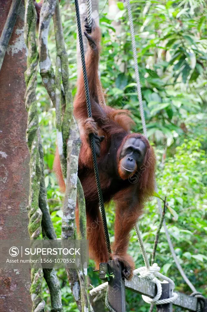 Young male Rehabilitated orangutan arriving for a top up feeding session at Semenggoh Orangutan rehabilitaion centre, and area of 740 hectares of prim...