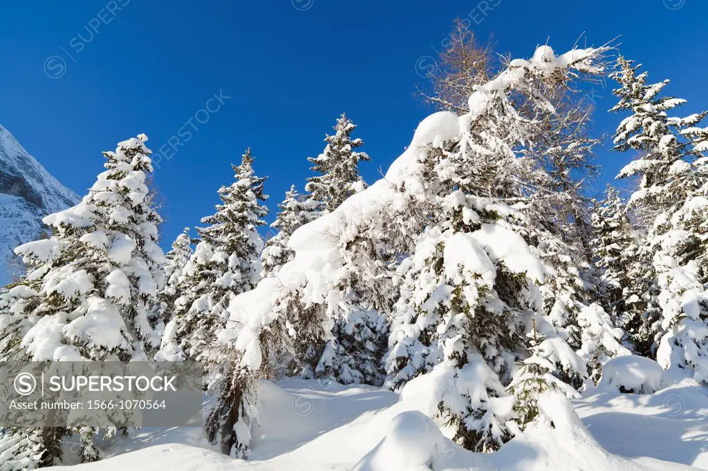 Valley Gaistal with snow during deep winter in Tyrol, Austria Mountain forest with snowed in trees Valley Gaistal is during summer and winter a well k...