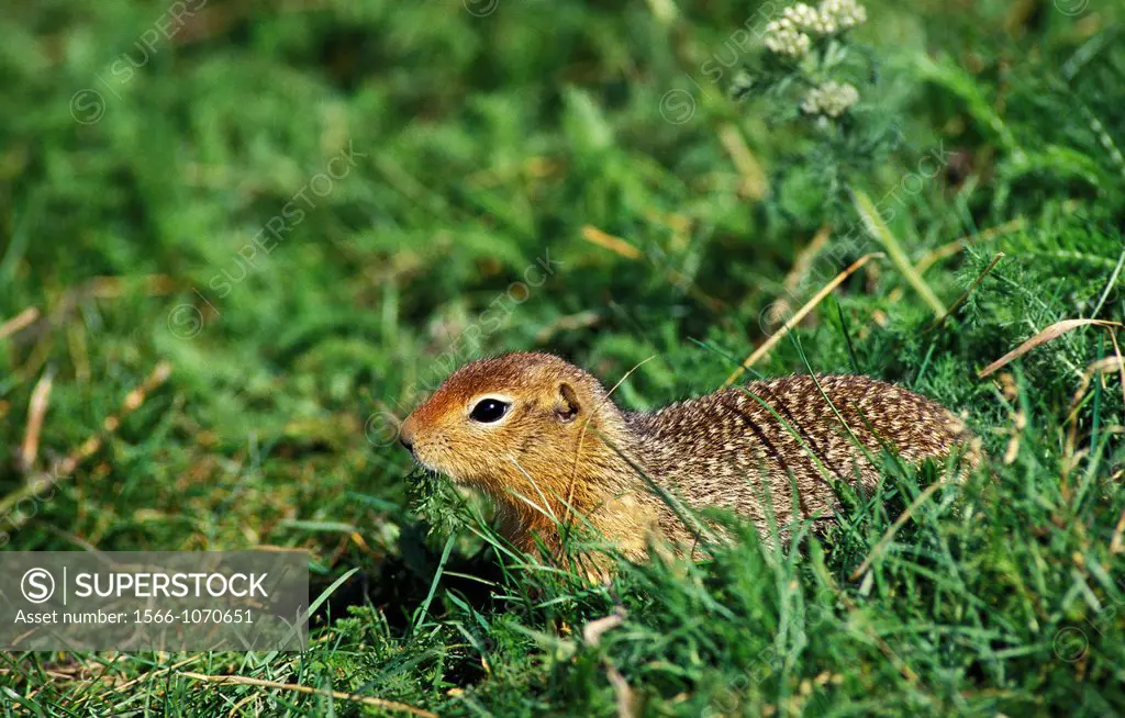Black-Tailed Prairie Dog, cynomys ludovicianus, Adult standing on Grass