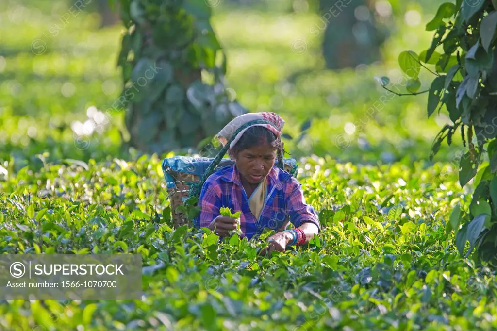 Organic tea plantation, Kaziranga National Park, Assam, India