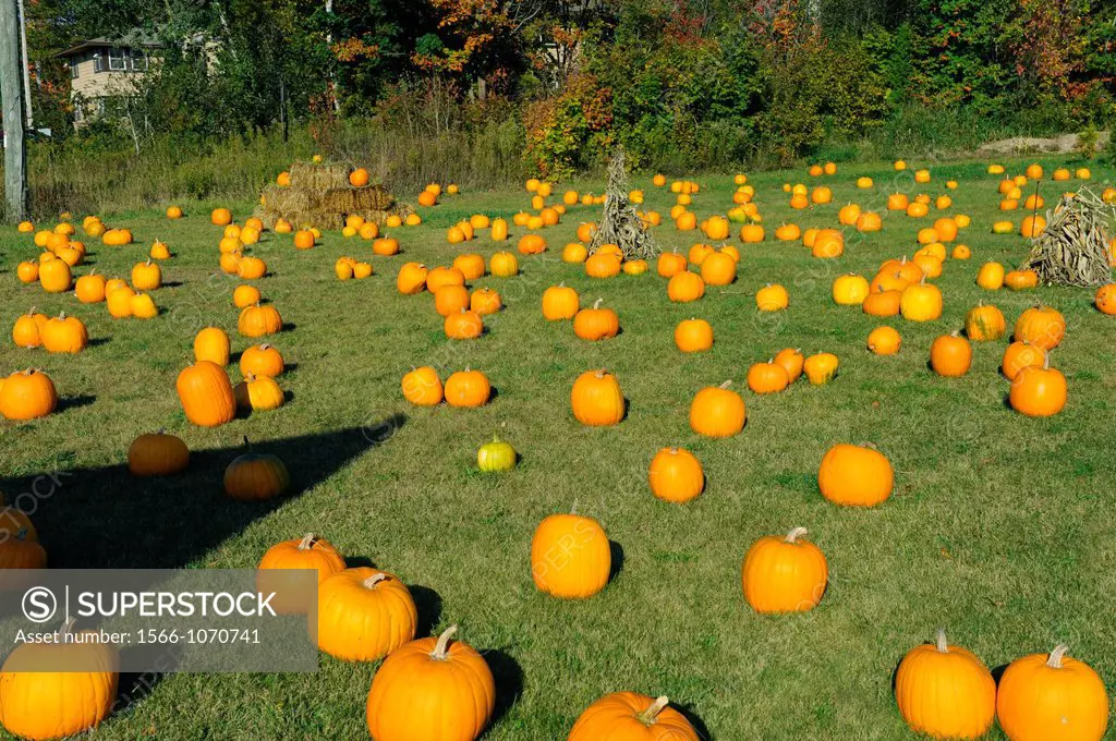 Display of pumpkins during autumn in Munising Michigan