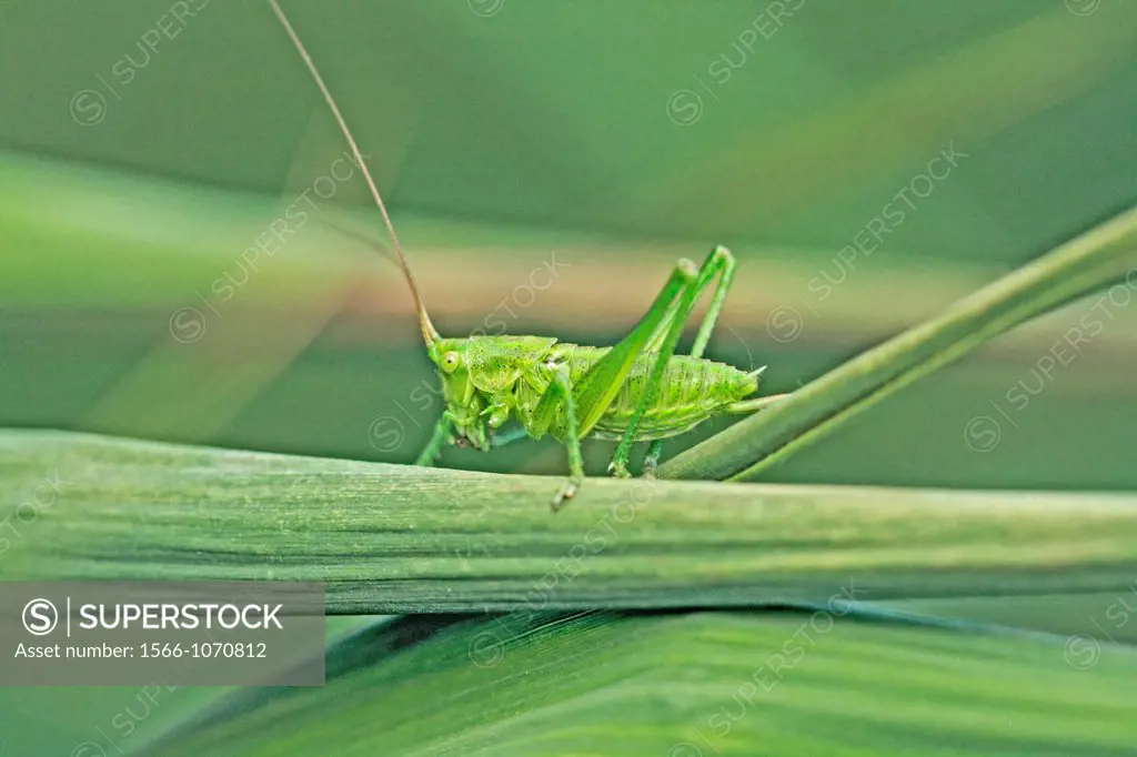 Speckled Bush Cricket Leptophyes punctatissima nymph female