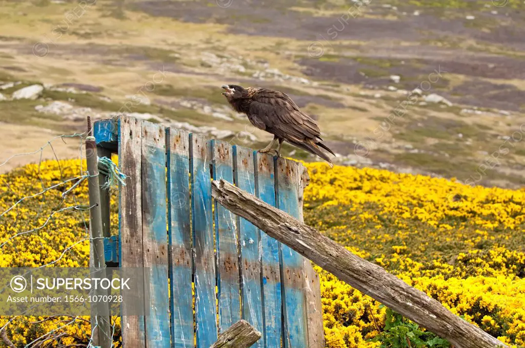 Striated Caracara Phalcoboenus australis on a fence, West Point, Falkland Island