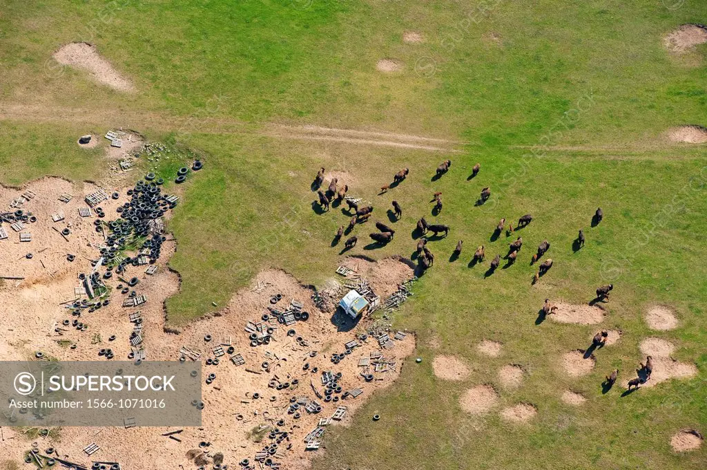 Aerial view of a domesticated herd of american buffaloBison bison in field of junk, Michigan, USA.