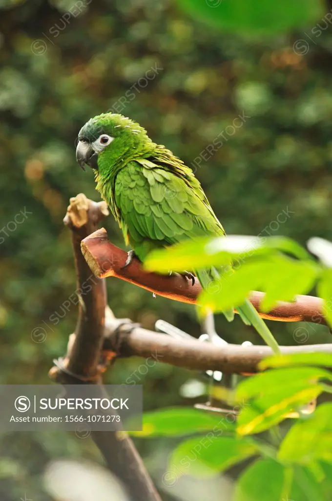 Hahn´s dwarf or red-shouldered macaw, Diopsittaca nobilis, Bloedel Conservatory, Queen Elizabeth Park, Vancouver, British Columbia, Canada
