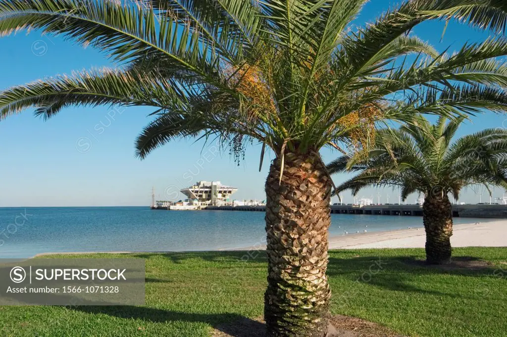 Palm trees framing The Pier on the waterfront in downtown, St  Petersburg, Florida