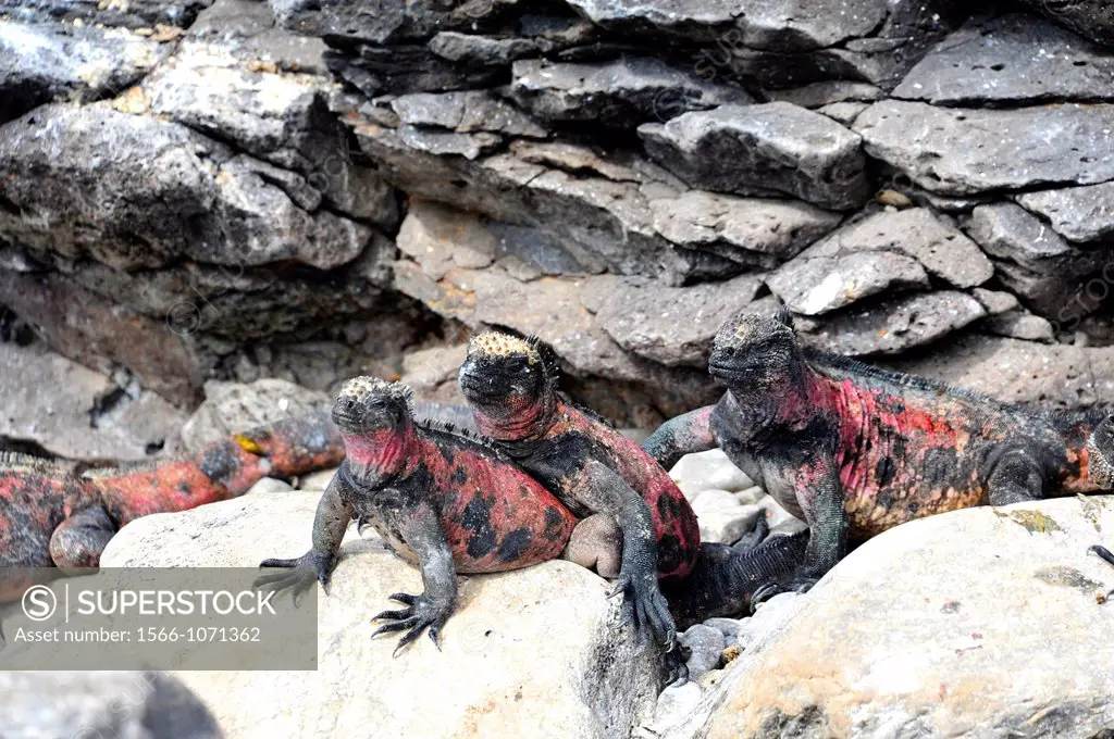 Marine Iguanas on Galapagos Islands