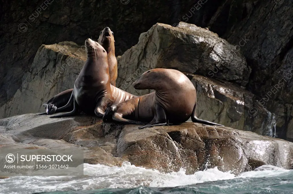 Steller sea lion Eumetopias jubatus Haulout at Ashby Point, Hope Island, Vancouver Is, British Columbia, Canada