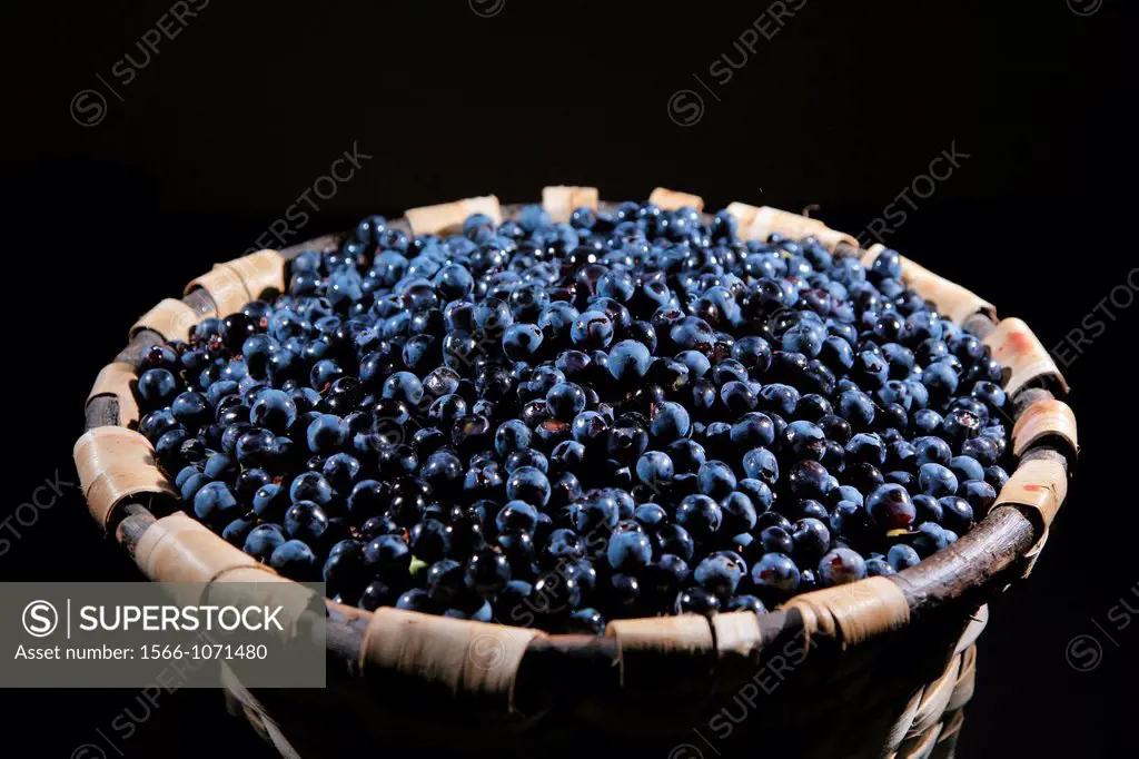 Black Rioja grapes, tempranillo variety, Rioja wine region, Spain, Europe