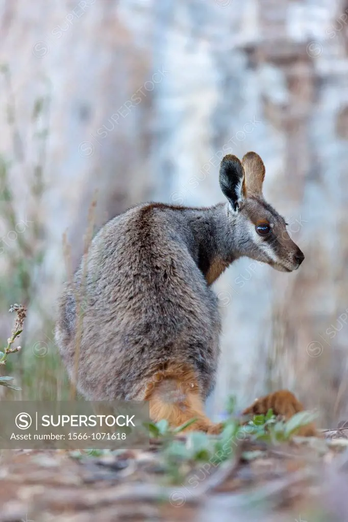 Yellow-footed rock-wallaby, Petrogale xanthopus, in the Flinders Ranges National Park in the outback of South Australia The Yellow-footed rock-wallaby...