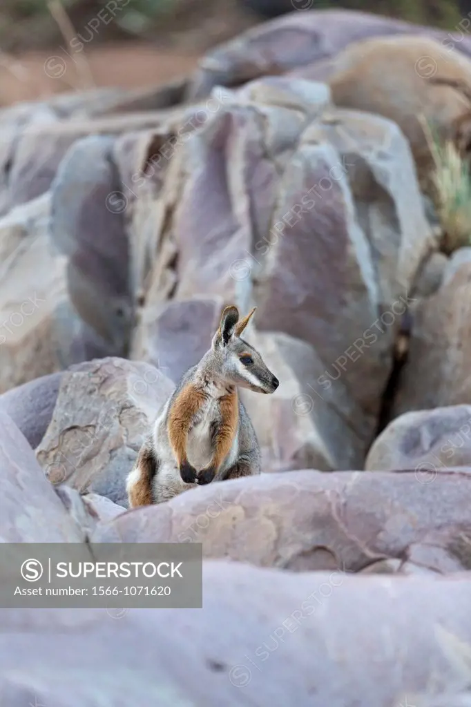Yellow-footed rock-wallaby, Petrogale xanthopus, in the Flinders Ranges National Park in the outback of South Australia  The Yellow-footed rock-wallab...