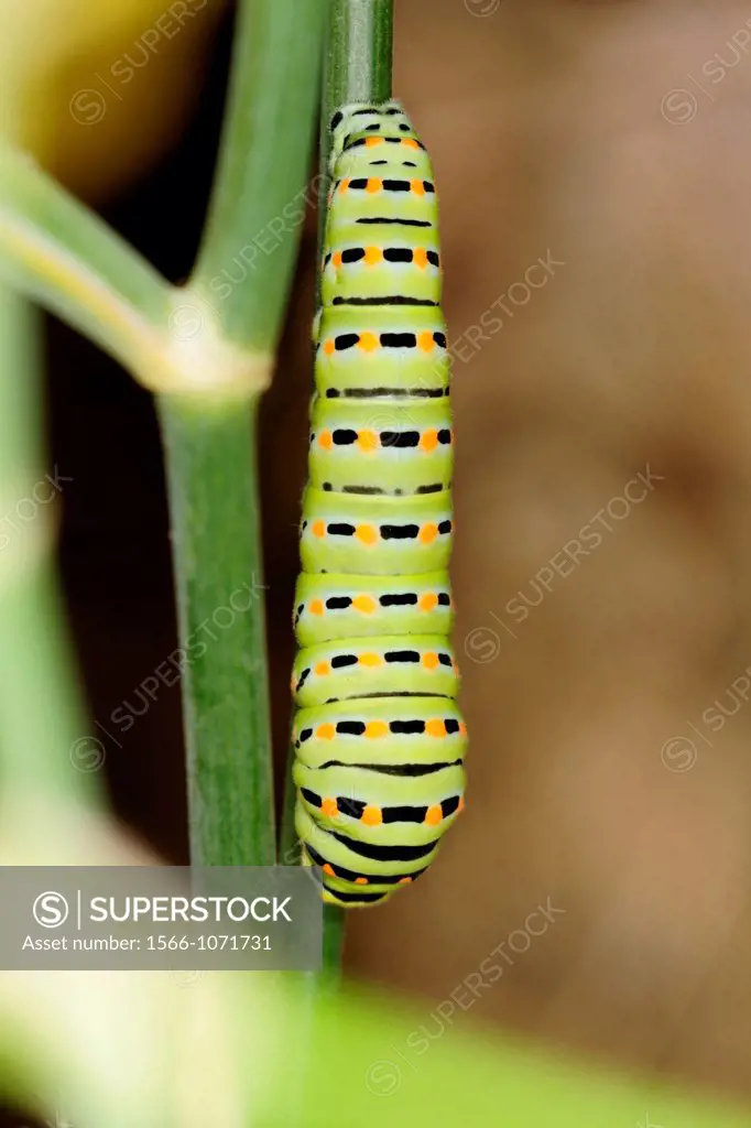 Caterpillar of the papilio machaon, South of France.