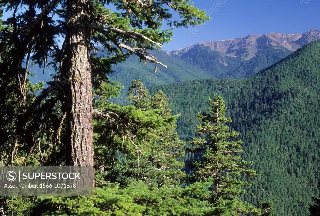 View from Hurricane Hill Road, Olympic National Park, Washington