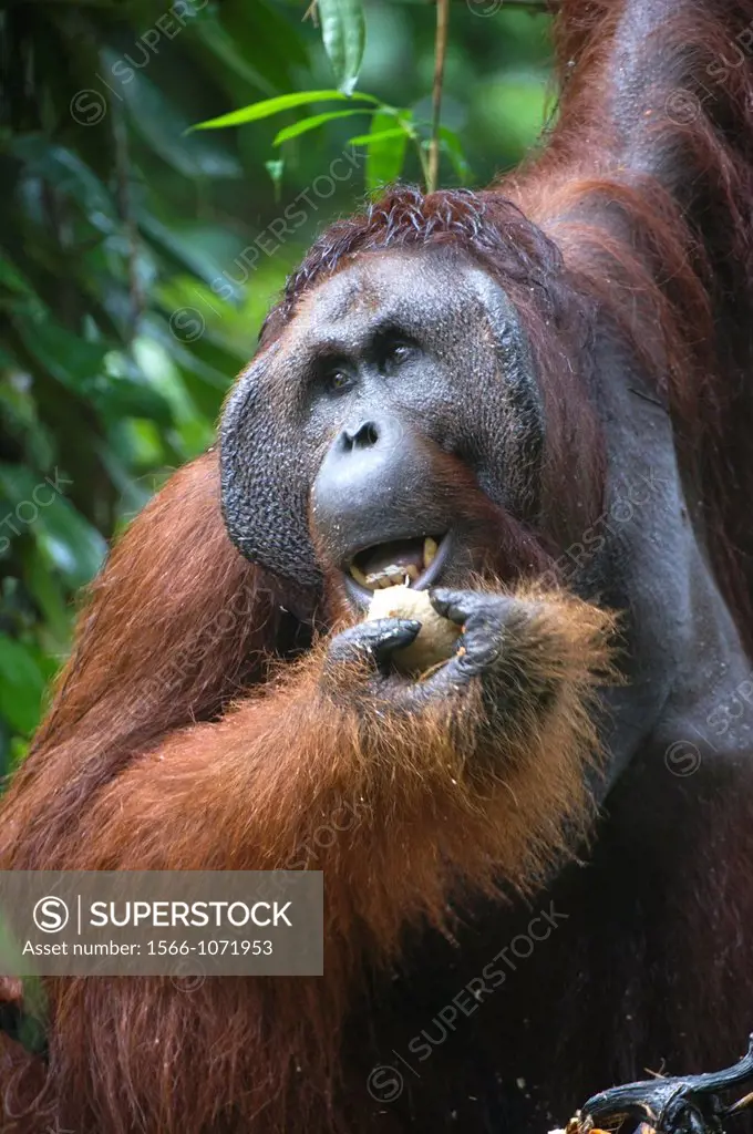 Mature male orangutan, Ritchie, at Semenggoh Orangutan rehabilitation centre, an area of 740 hectares of primary forest near Kuching in Sarawak  The a...