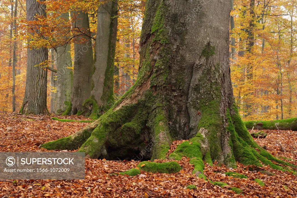 Beech Forest in Autumn, Germany, Bavaria, Spessart