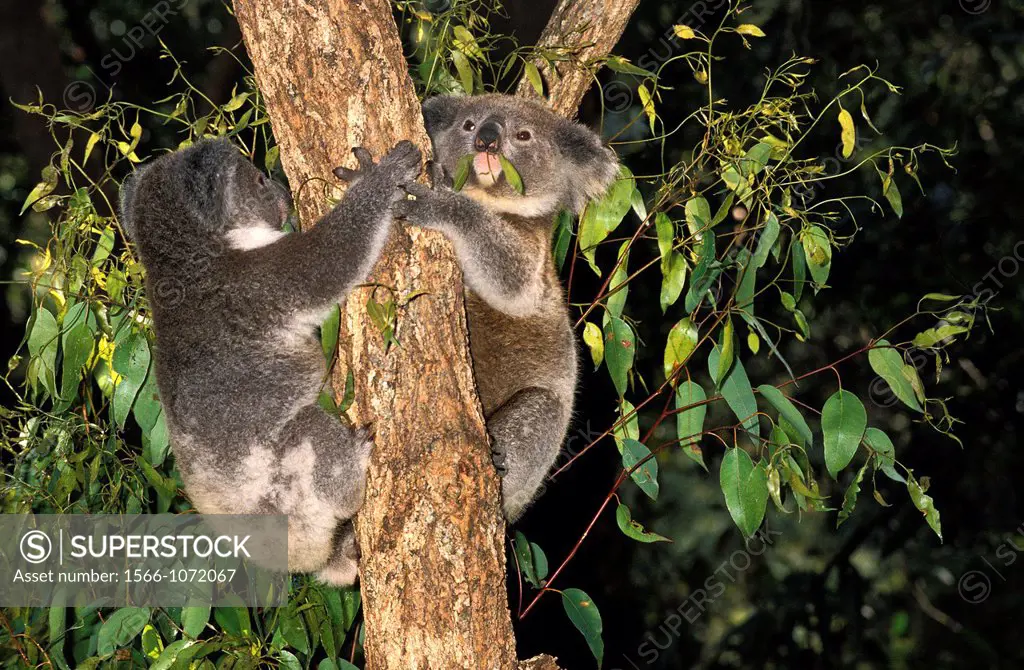 Koala, phascolarctos cinereus, Adults hanging from Branch, Australia