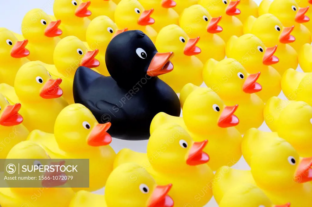 flock of rubber ducks in columns brought into line - symbolism of leader or black duck of the family