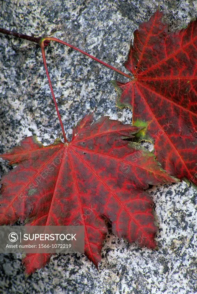 Autumn vine maple leaves, Wenatchee National Forest, Washington, USA