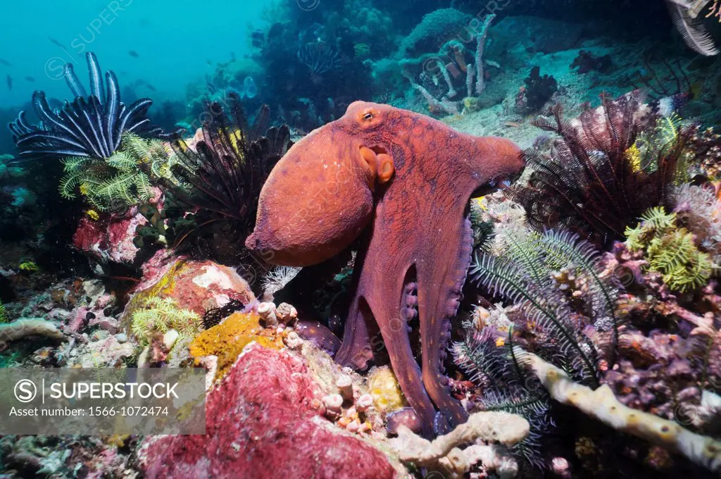 Day octopus Octopus cyanea hunting on coral reef with feahterstars  Komodo National Park, Indonesia