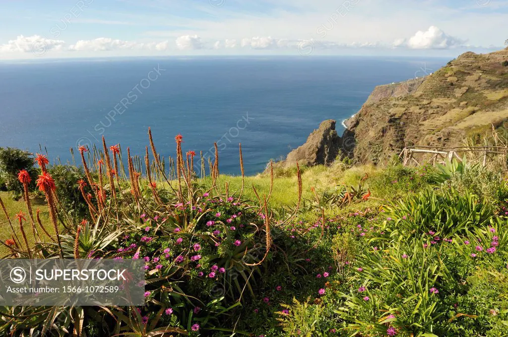 aloe arborescens on the path from Prazeres to Paul do Mar, Madeira island, Atlantic Ocean, Portugal