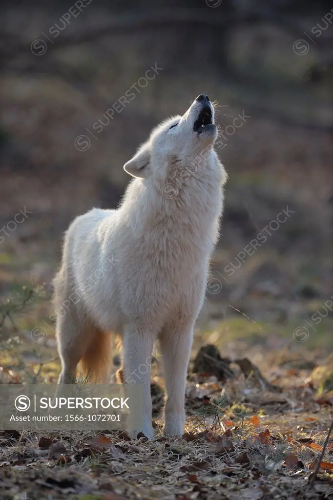Arctic Wolf, Polar Wolf, Howling