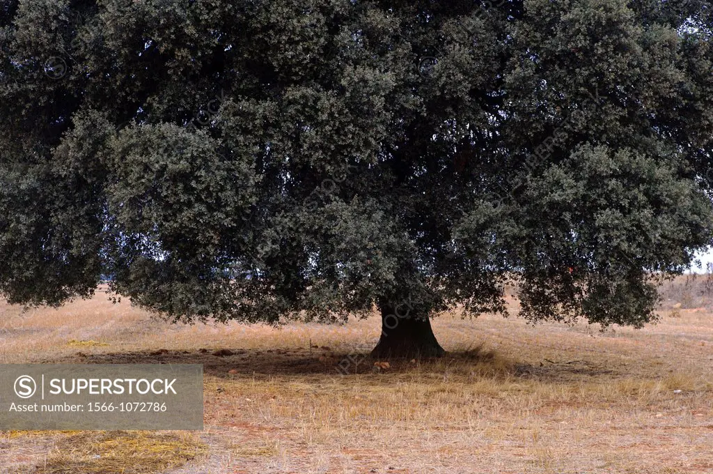 Holm Oak (Quercus ilex), Almansa, Albacete province, Castilla-La Mancha, Spain