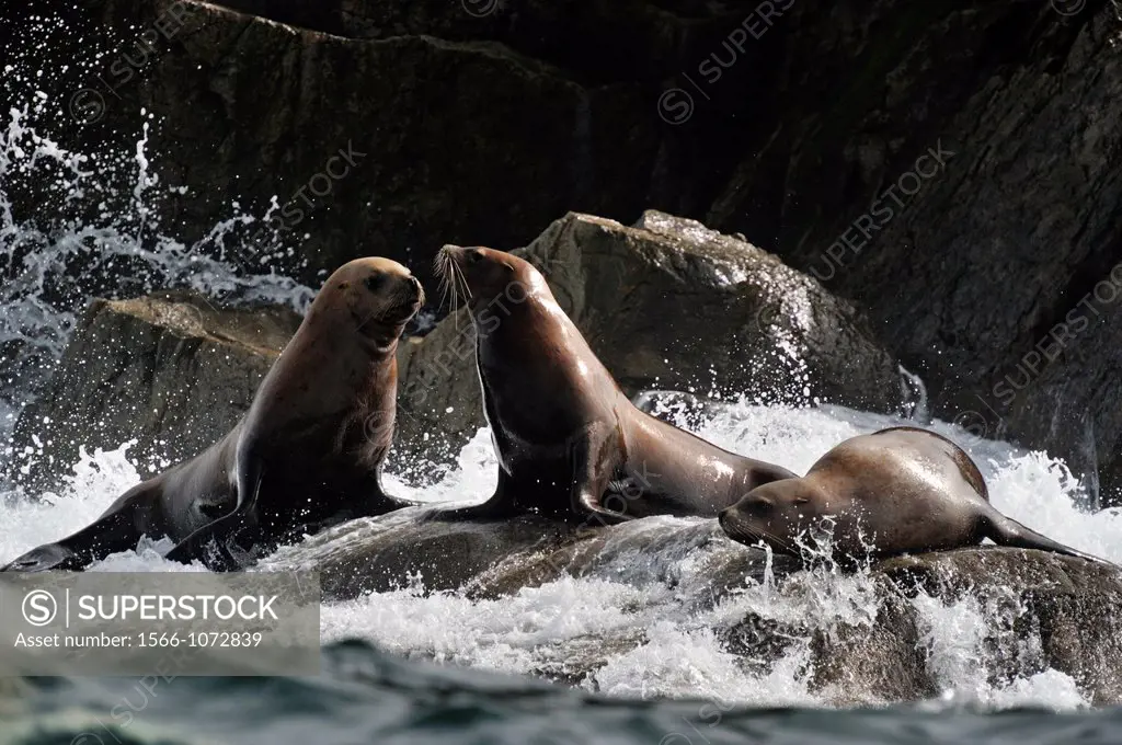 Steller sea lion Eumetopias jubatus Haulout at Ashby Point, Hope Island, Vancouver Is, British Columbia, Canada