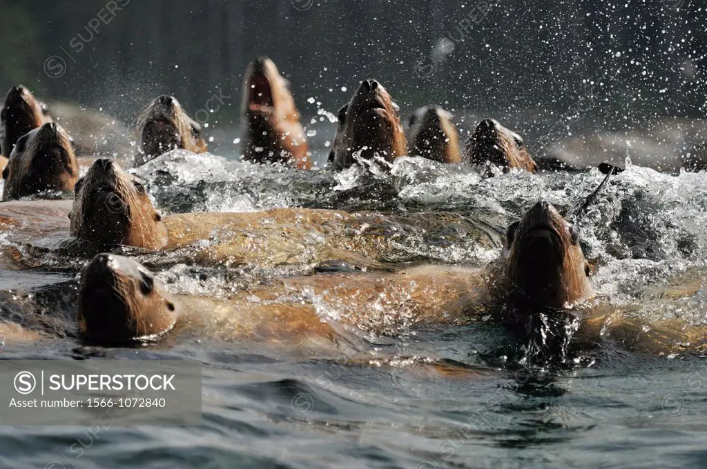 Steller sea lion Eumetopias jubatus Swimming near haulout at Ashby Point, Hope Island, Vancouver Is, British Columbia, Canada