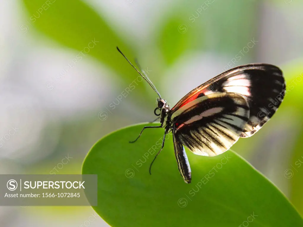 Piano Key Butterfly (Heliconius melpomene)