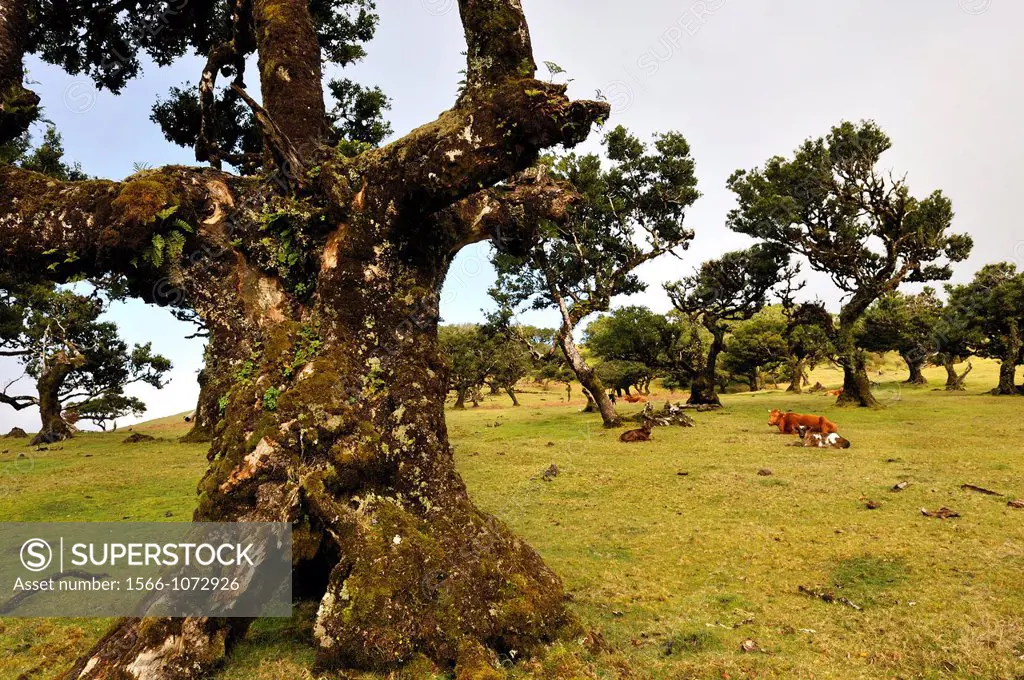 pluri-centenarian laurel trees around Fanal, Paul da Serra plareau, Madeira island, Atlantic Ocean, Portugal