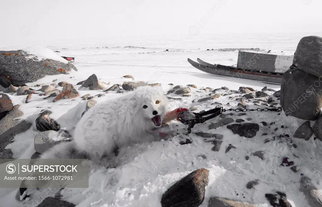 Gojahaven is a town in the far north of canada in 1000 where Inuits living Traditionally, Inuits hunt all kind of animals meant for their daily food c...
