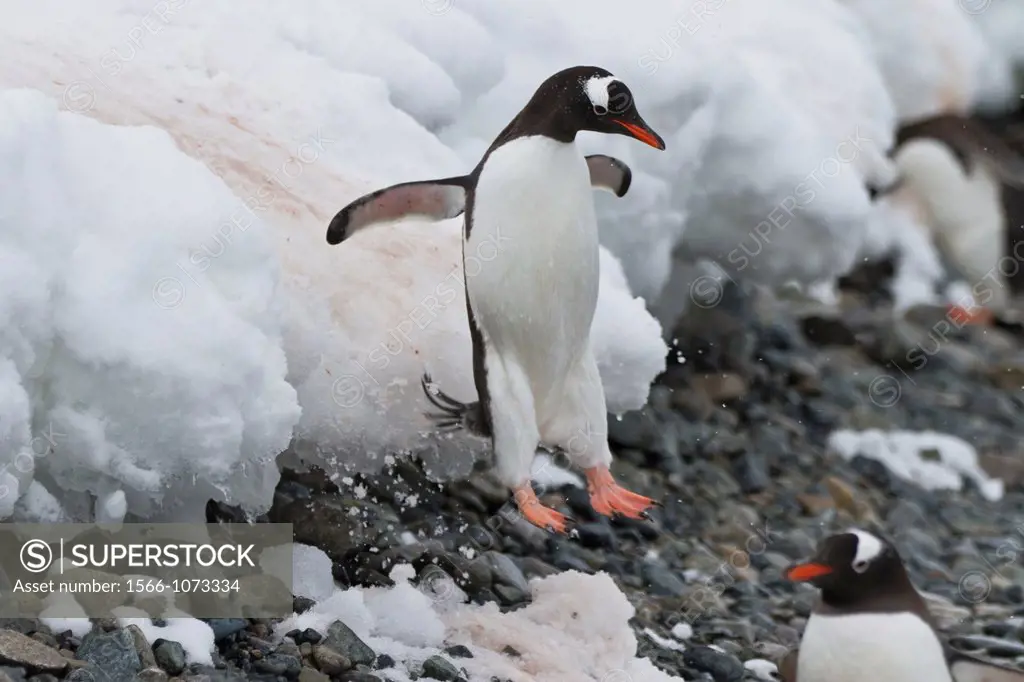 Adult gentoo penguin Pygoscelis papua leaping off ice shelf at Cuverville Island, Antarctica, Southern Ocean
