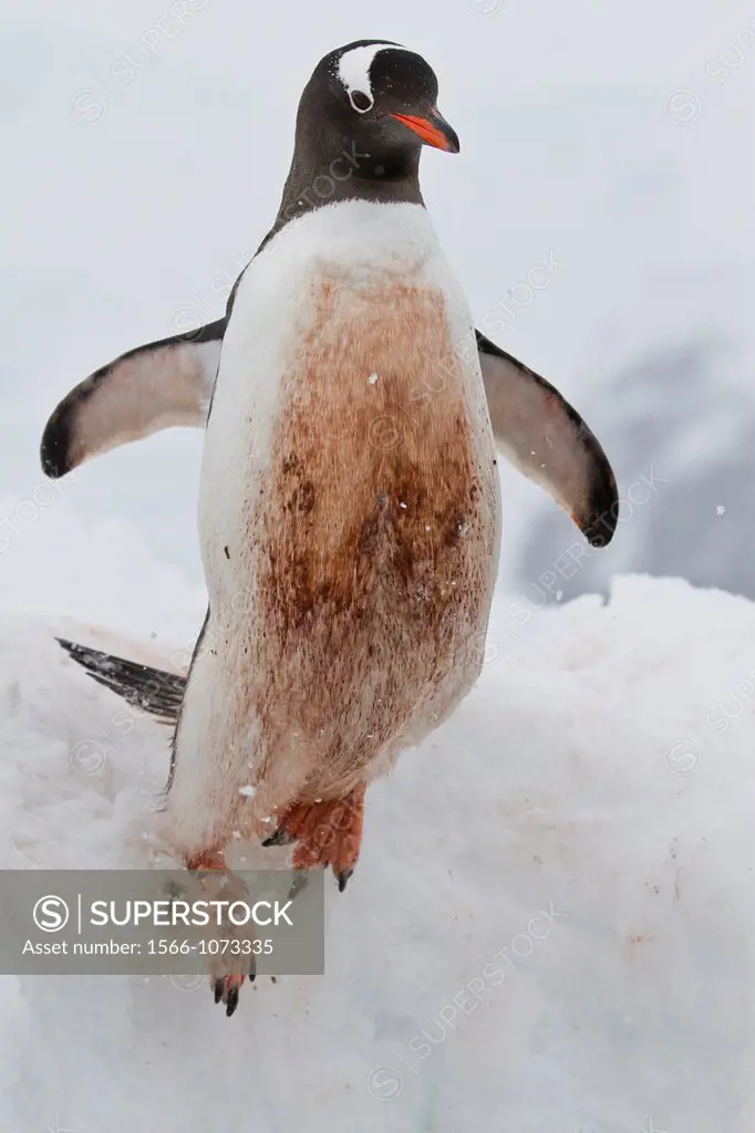Adult gentoo penguin Pygoscelis papua leaping off ice shelf at Cuverville Island, Antarctica, Southern Ocean