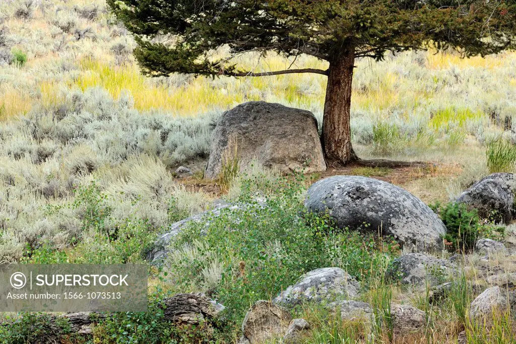 Sage and pines among the erratic boulders of the Columbia Blacktail Plateau, Yellowstone NP, Wyoming, USA