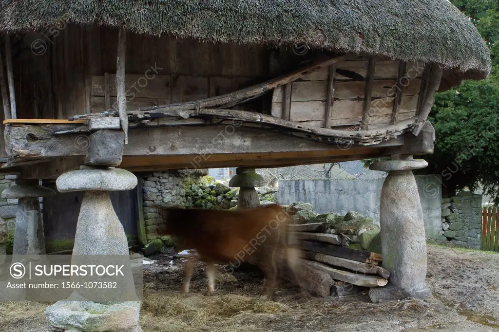 Cow under a typical ´horreo´ with vegetal roof rye, in Piornedo village, Sierra de Ancares  Lugo Province, Galicia  Spain