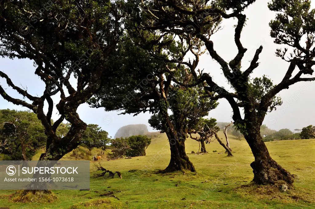 pluri-centenarian laurel trees around Fanal, Paul da Serra plareau, Madeira island, Atlantic Ocean, Portugal