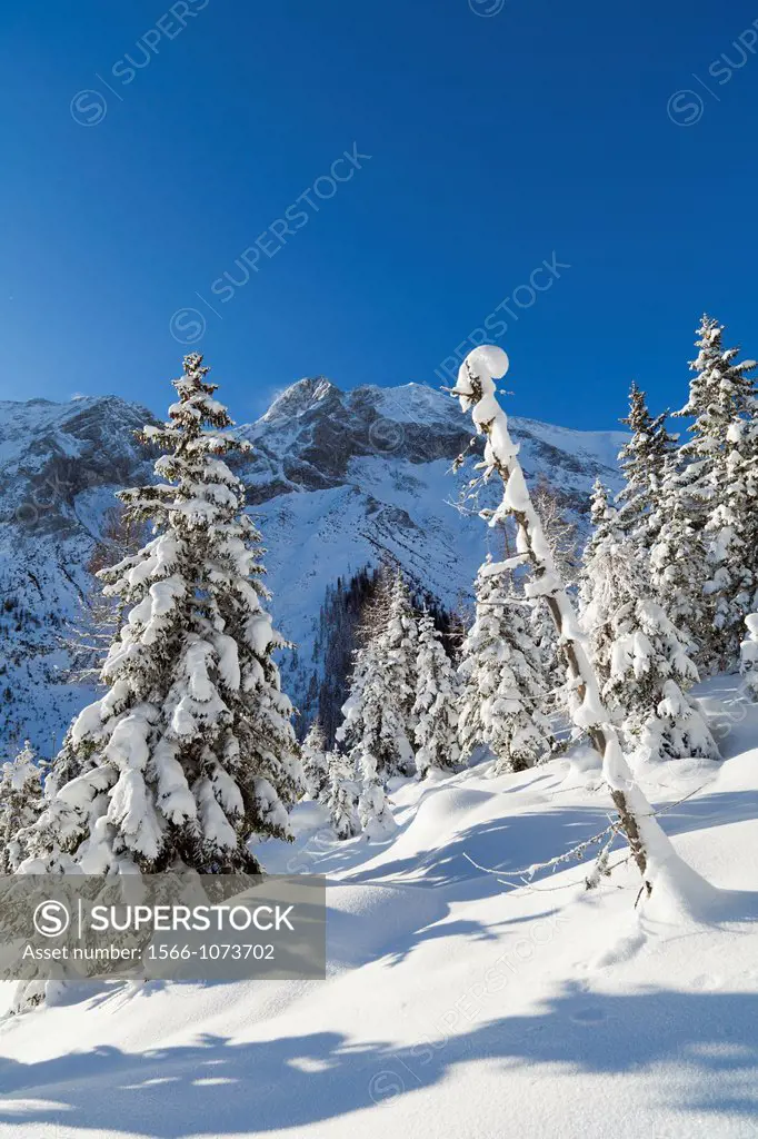Valley Gaistal with snow during deep winter in Tyrol, Austria Mountain forest with snowed in trees with the Mieminger Crest and peak Hohe Munde as bac...