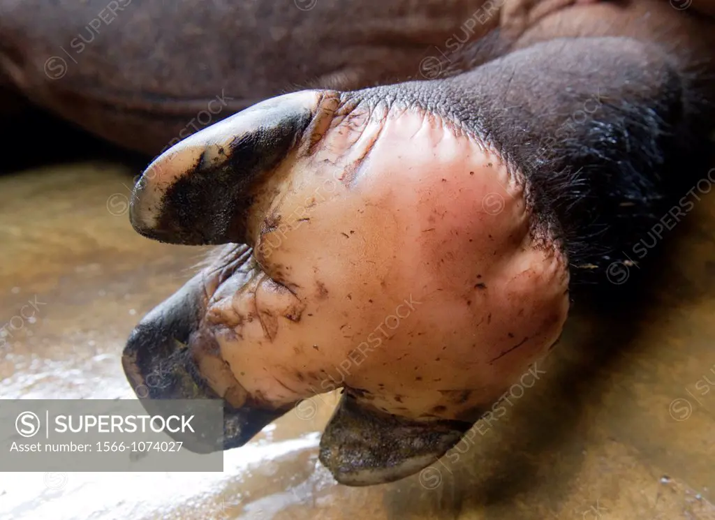 .Distinctive three toed foot of the Sumatran rhino.
