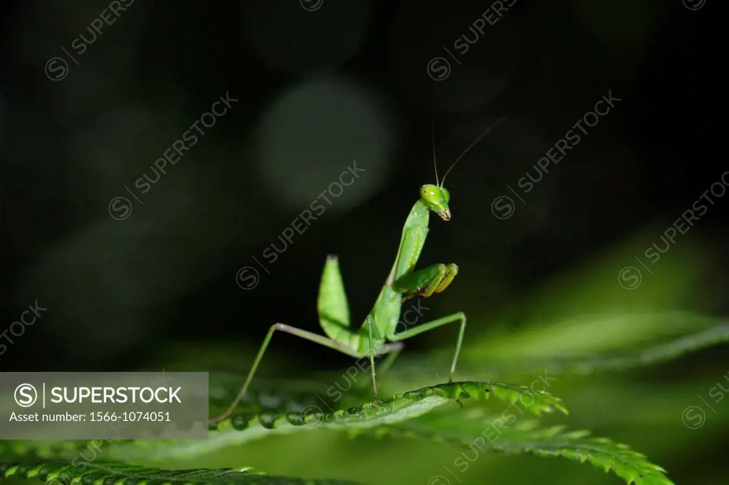 Mantis in action