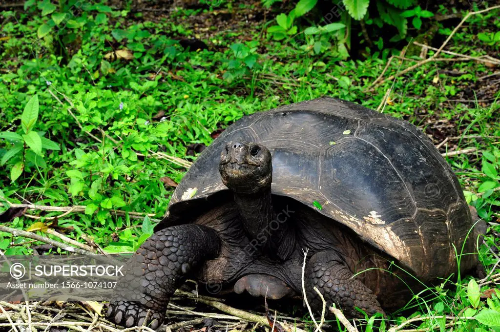 Galapagos Tortoise on Galapagos Islands