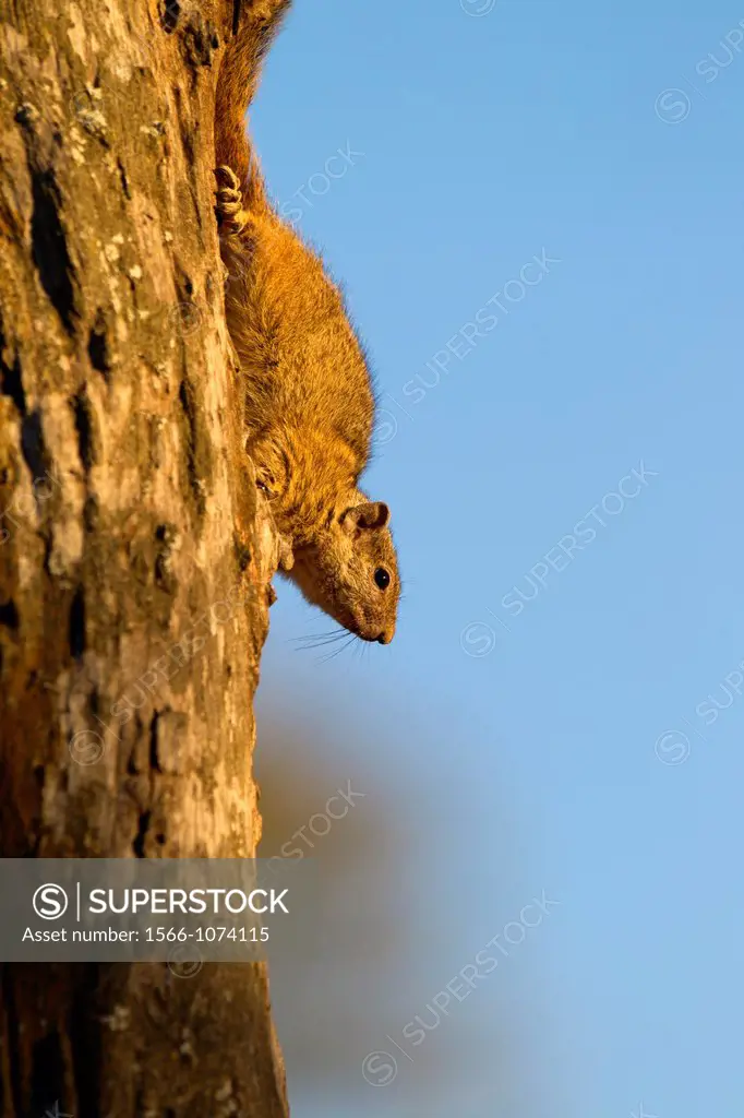 Tree Squirrel Paraxerus cepapi, in the tree, Kruger National Park, South Africa