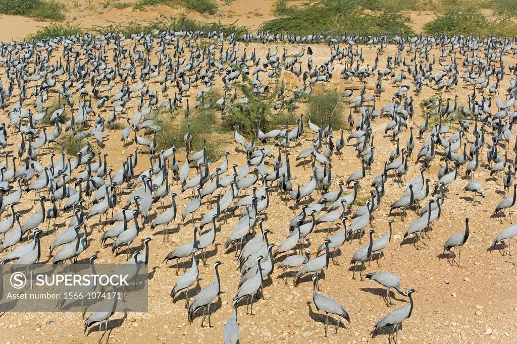 Demoiselle cranes close to the village of Kheechan in the Westindian Desert.India.