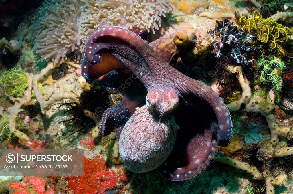 Day octopus Octopus cyanea grappling with another octopus  Rinca, Komodo National Park, Indonesia