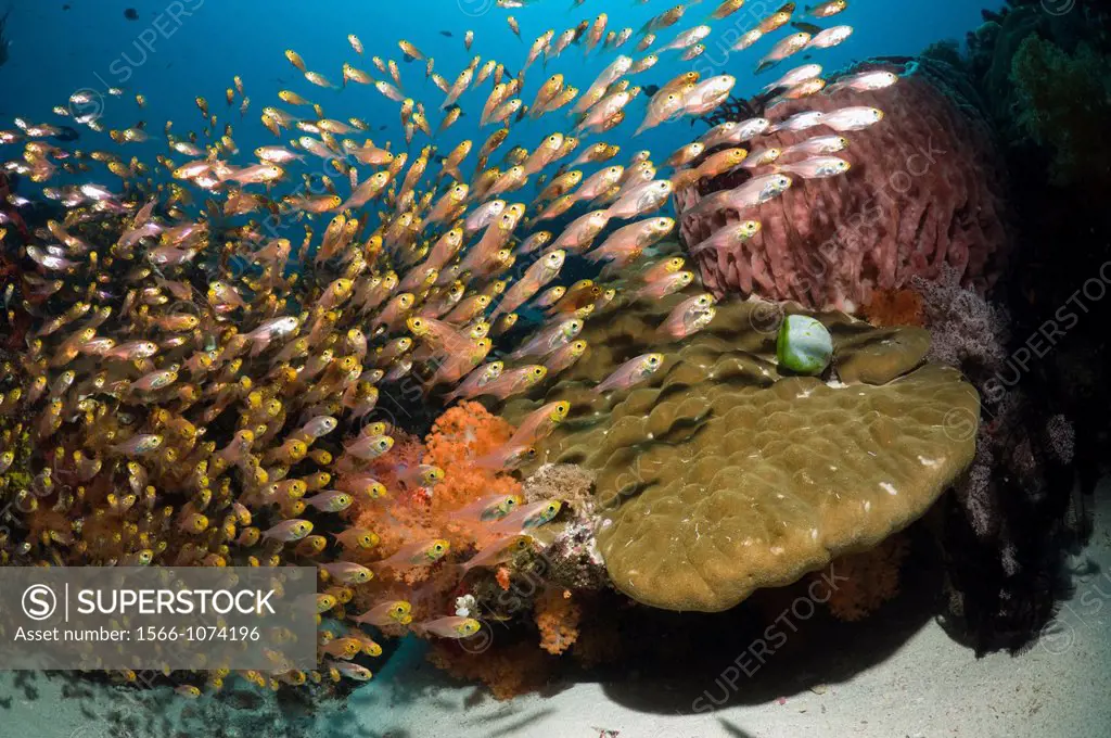 Coral reef with school of sweepers Parapriacanthus ransonetti  Komodo National Park, Indonesia