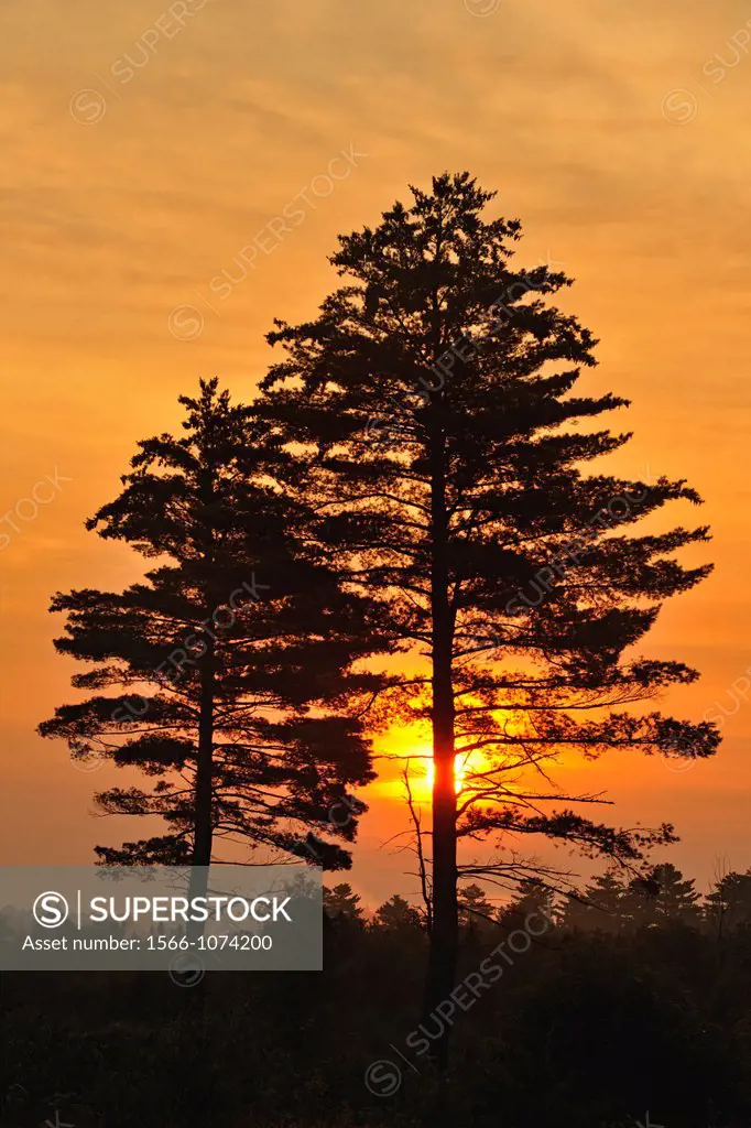 Sunrise and white pines , Three Lakes, MI, USA